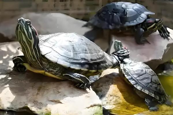 巴西龟能不能用自来水养殖，需要经过暴晒才能使用