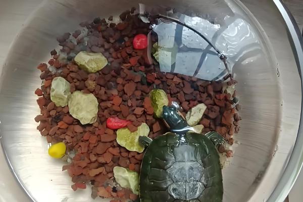 巴西龟能不能用自来水养殖，需要经过暴晒才能使用