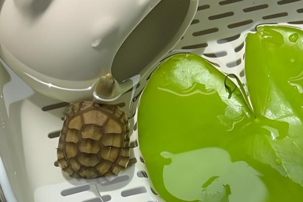 巴西龟能不能用自来水养殖，需要经过暴晒才能使用