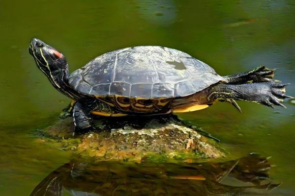 巴西龟能不能用自来水养殖，需要经过暴晒才能使用