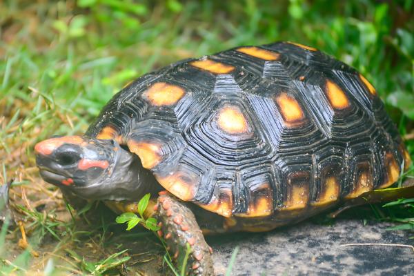 巴西龟能不能用自来水养殖，需要经过暴晒才能使用