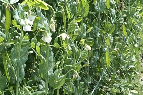 荷兰豆的生长习性，生长适温12-20℃