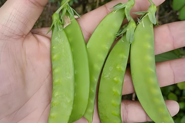 荷兰豆的生长习性，生长适温12-20℃