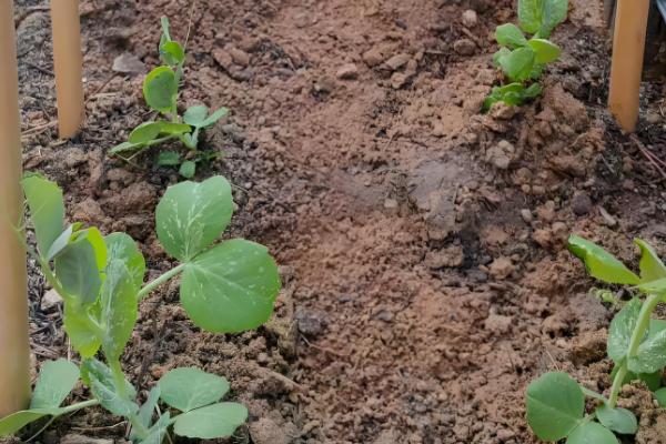 荷兰豆的生长习性，生长适温12-20℃