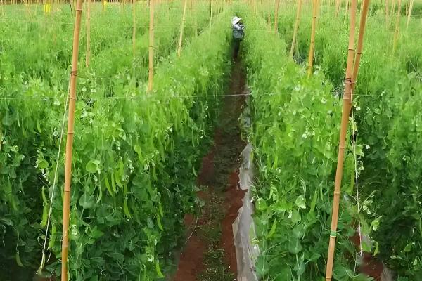 荷兰豆的生长习性，生长适温12-20℃