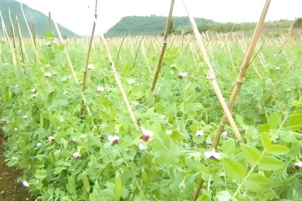 荷兰豆的生长习性，生长适温12-20℃