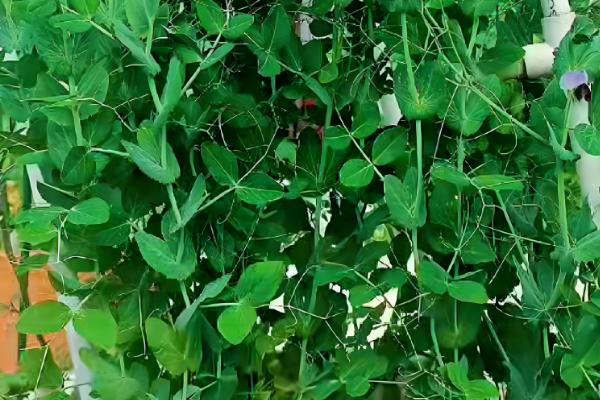 荷兰豆的生长习性，生长适温12-20℃