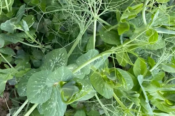 荷兰豆的生长习性，生长适温12-20℃