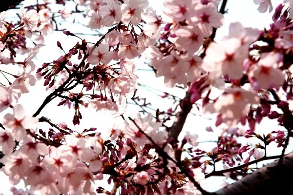 樱花的寓意,寓意纯洁、浪漫等