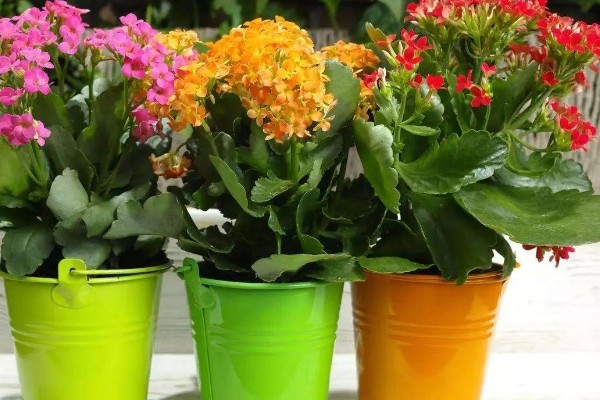 长寿花有没有毒,长寿花没有毒