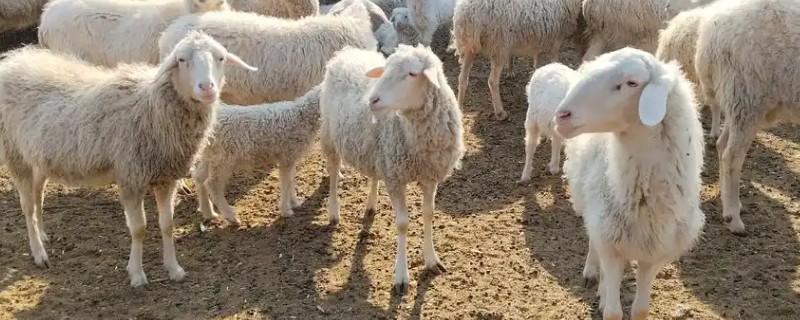 怎样养羊，选择适合本地气候的羊品种