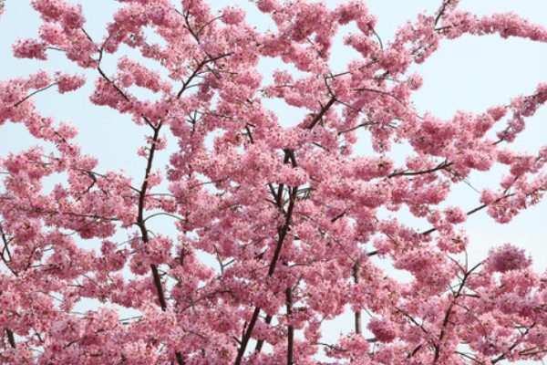 樱花的寓意,寓意纯洁、浪漫等