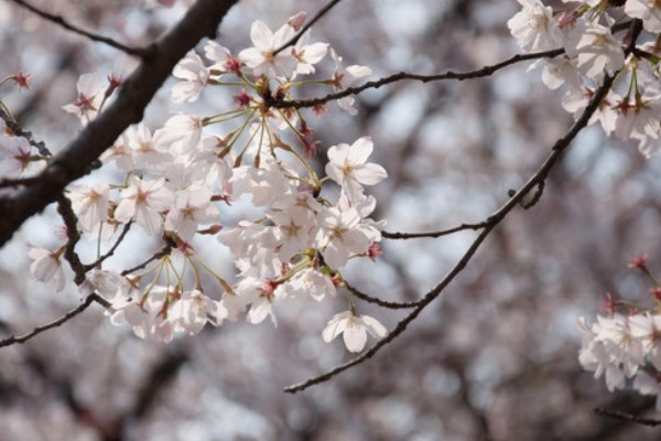 樱花的寓意,寓意纯洁、浪漫等