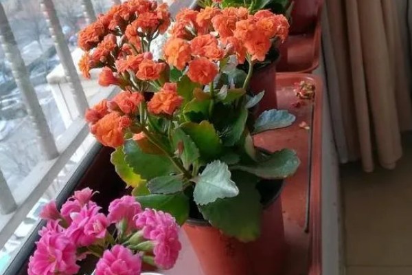 长寿花有没有毒,长寿花没有毒