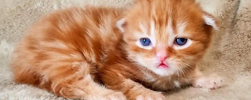 养猫能点蚊香吗，不可点蚊香