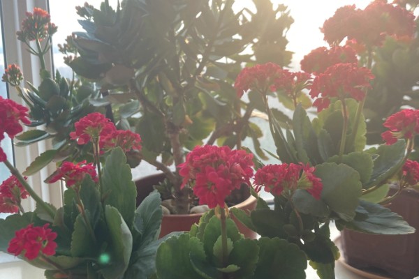 长寿花有没有毒,长寿花没有毒