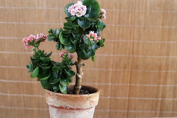 长寿花有没有毒,长寿花没有毒