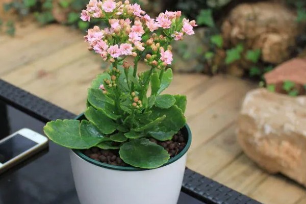 长寿花有没有毒,长寿花没有毒