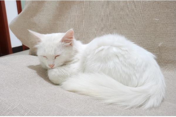 养猫能点蚊香吗，不可点蚊香