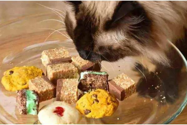 养猫能点蚊香吗，不可点蚊香