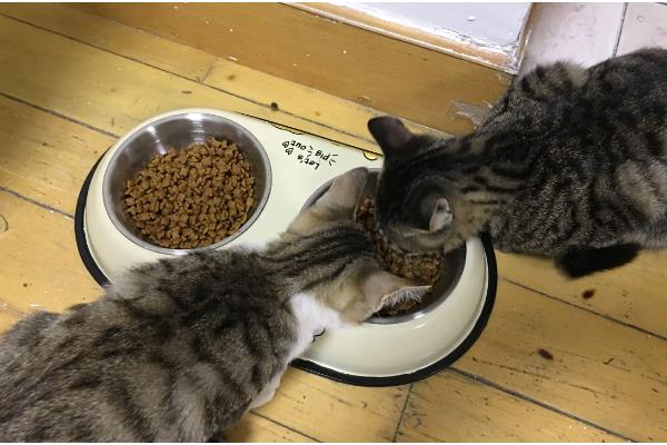 养猫能点蚊香吗，不可点蚊香