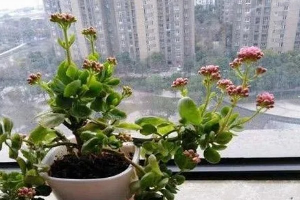 长寿花有没有毒,长寿花没有毒