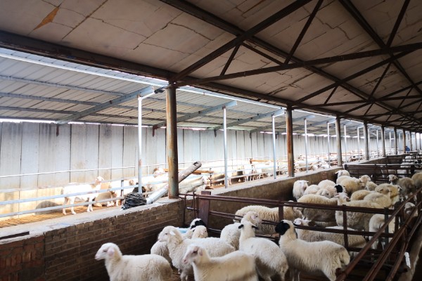 怎样养羊，选择适合本地气候的羊品种