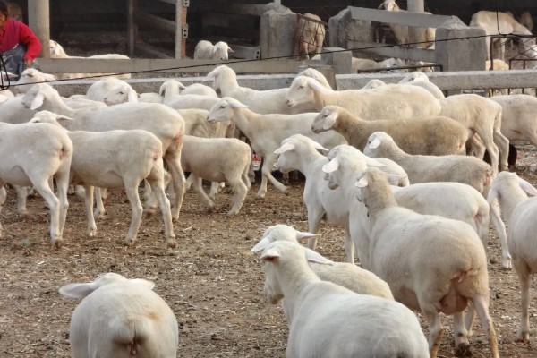 怎样养羊，选择适合本地气候的羊品种