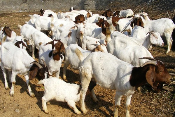 怎样养羊，选择适合本地气候的羊品种