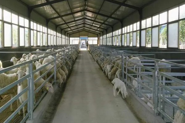 怎样养羊，选择适合本地气候的羊品种