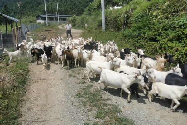 怎样养羊，选择适合本地气候的羊品种
