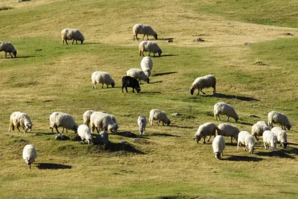 怎样养羊，选择适合本地气候的羊品种