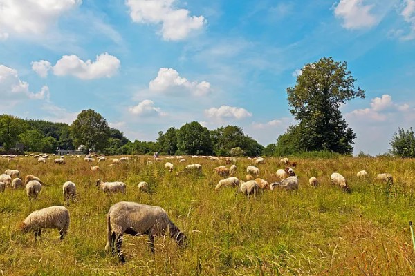 怎样养羊，选择适合本地气候的羊品种