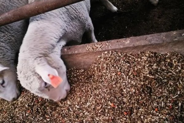 怎样养羊，选择适合本地气候的羊品种