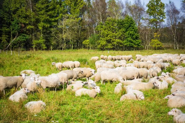 怎样养羊，选择适合本地气候的羊品种
