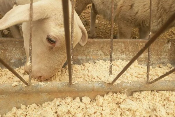 怎样养羊，选择适合本地气候的羊品种