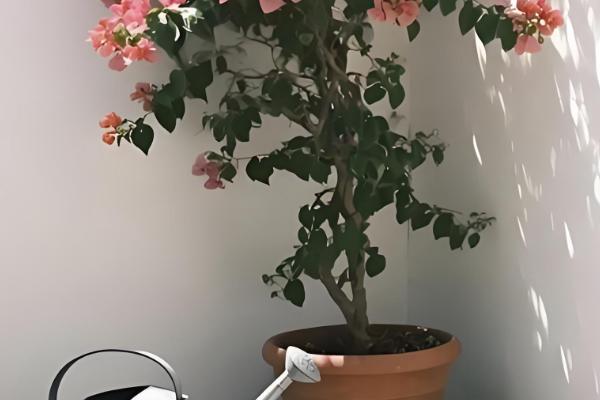 三角梅能不能浇啤酒，富含氮元素可促进枝干生长