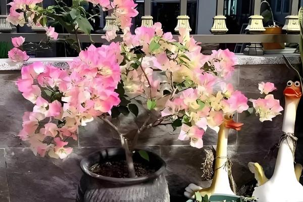 三角梅能不能浇啤酒，富含氮元素可促进枝干生长