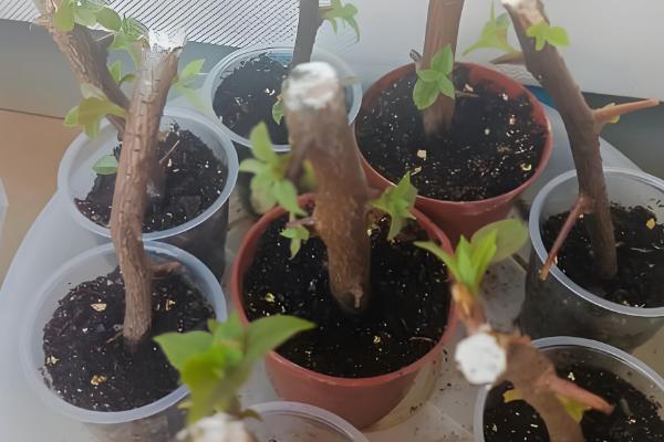 三角梅能不能浇啤酒，富含氮元素可促进枝干生长