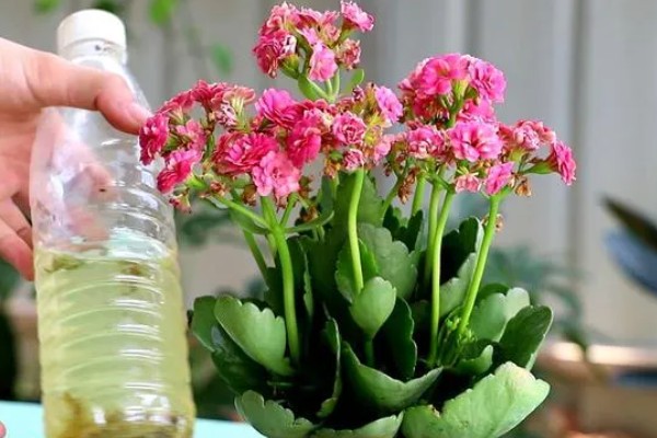 长寿花有没有毒,长寿花没有毒