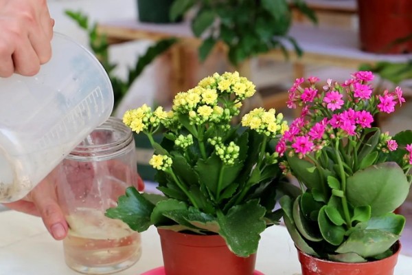 长寿花有没有毒,长寿花没有毒