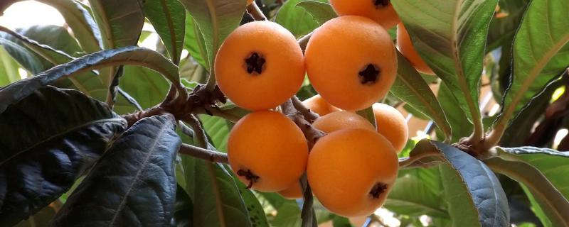 枇杷几年才会开花结果，种植后2-5年能开花结果