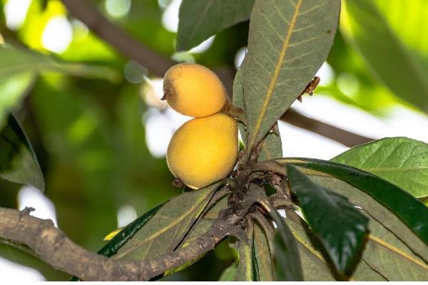 枇杷几年才会开花结果,种植后2-5年能开花结果