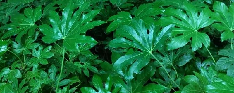 八角金盘有哪些风水作用，可招财进宝、镇宅避灾等