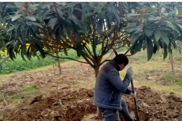 枇杷几年才会开花结果,种植后2-5年能开花结果