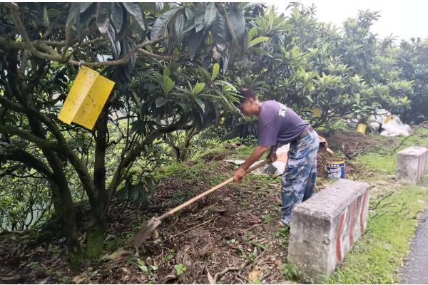 枇杷几年才会开花结果,种植后2-5年能开花结果