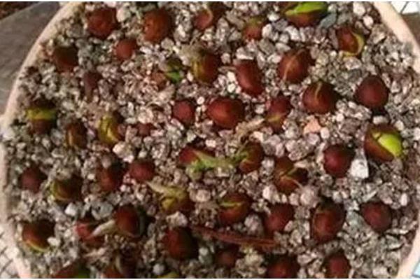 枇杷几年才会开花结果,种植后2-5年能开花结果