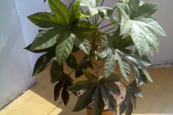 八角金盘有哪些风水作用，可招财进宝、镇宅避灾等