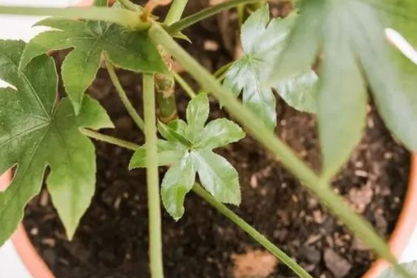 八角金盘有哪些风水作用，可招财进宝、镇宅避灾等