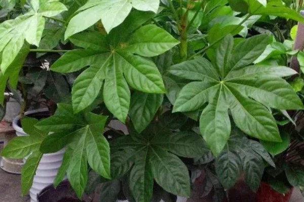 八角金盘有哪些风水作用，可招财进宝、镇宅避灾等